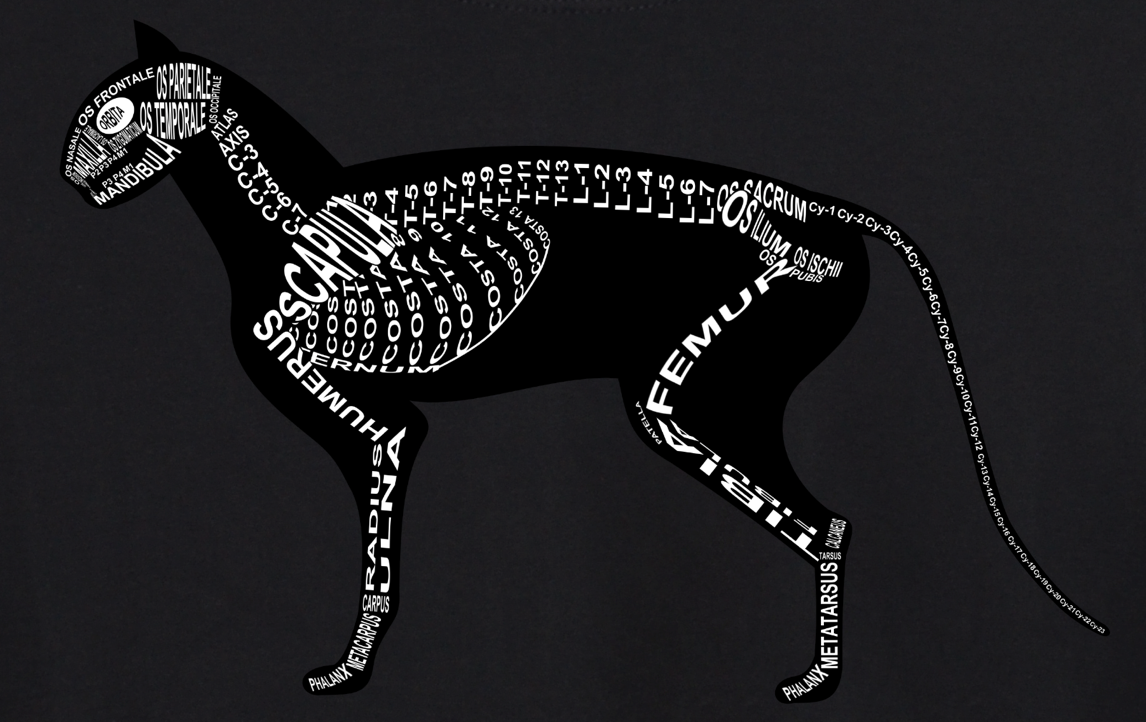 Cat Skeleton: Every cat bone in its medical, Latin name. For a veterinarian and vet student - Word Anatomy