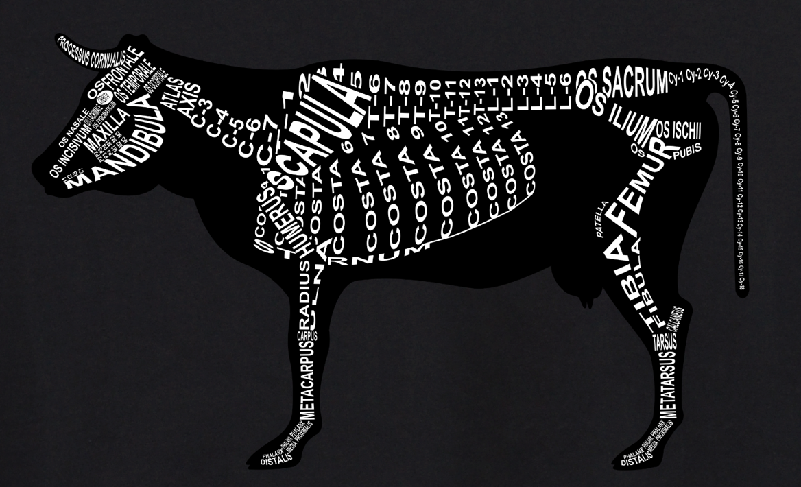 Cattle Skeleton: Every cow bone in its medical, Latin name. For a veterinarian and vet student - Word Anatomy