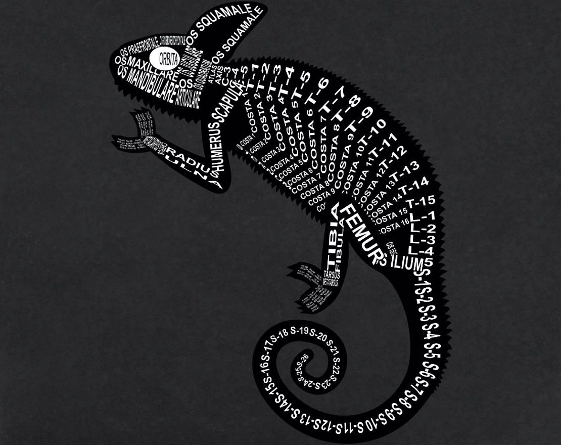 Chameleon Skeleton: Every reptile bone in its medical, Latin name. For a veterinarian and vet student - Word Anatomy