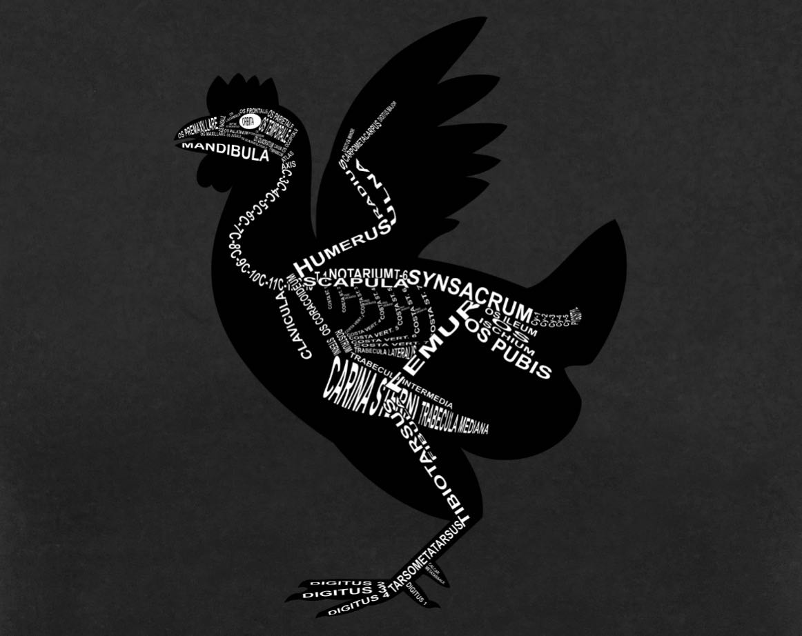 Chicken Skeleton: Every pullet bone in its medical, Latin name. For a veterinarian and vet student - Word Anatomy