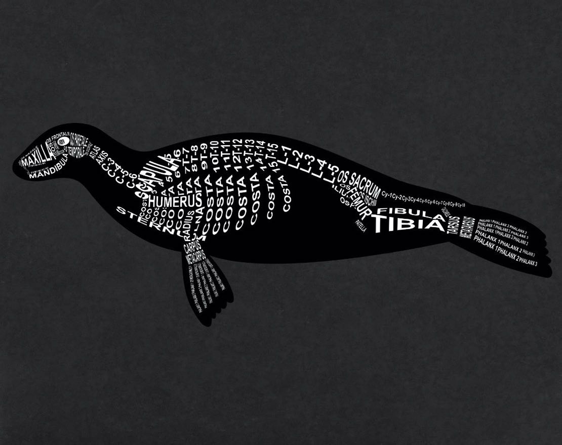 Seal Skeleton: Every seal bone in its medical, Latin name. For a veterinarian and vet student - Word Anatomy