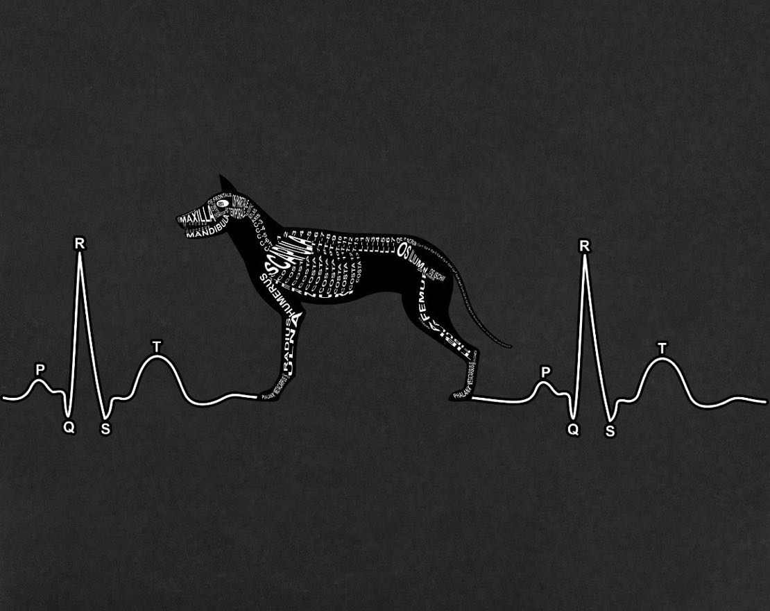 ECG with Dog Skeleton: Every bone in its medical, Latin name with the dogs heartbeat. For a veterinarian and vet student - Word Anatomy