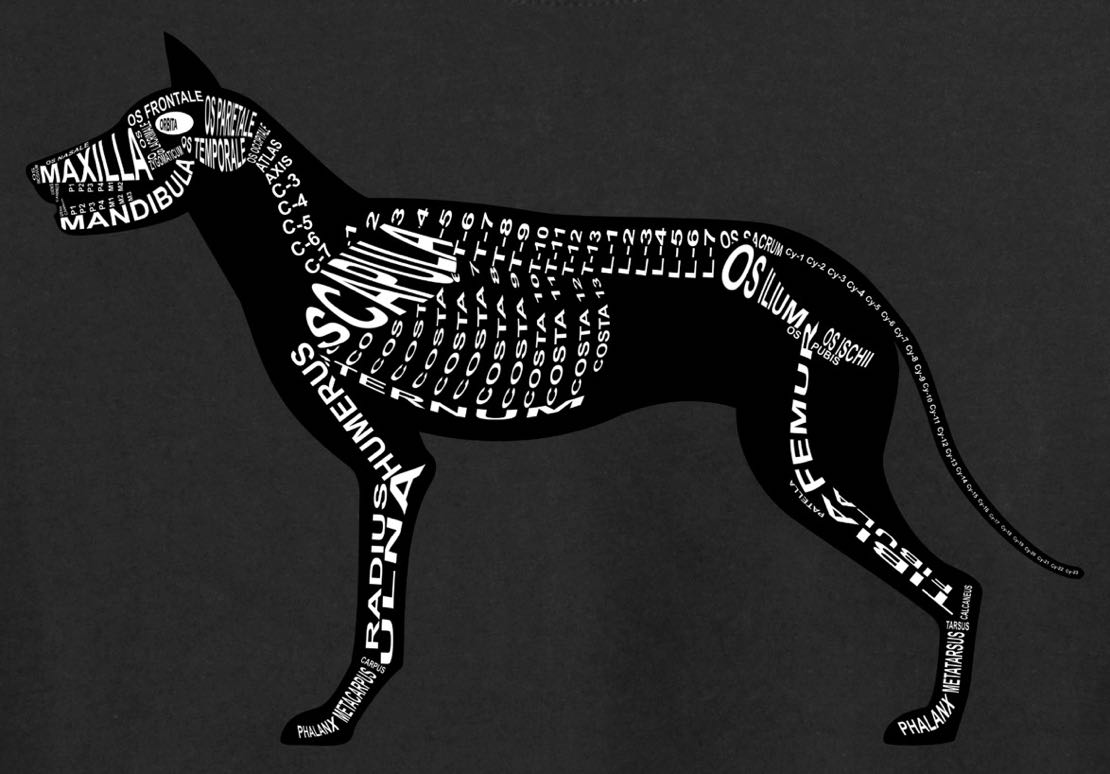 Dog Skeleton: Every bone in its medical, Latin name. For a veterinarian and vet student - Word Anatomy