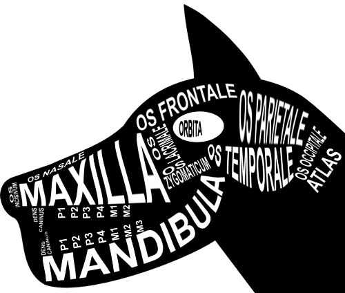 Anatomic Skull of a Dog - Word Anatomy