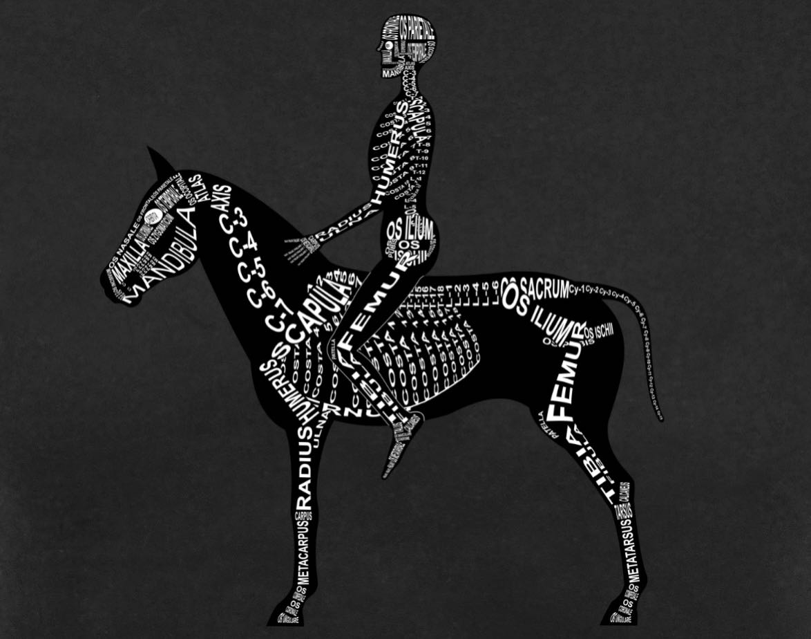 Equestrian Skeleton: Every bone of the human and horse is shown in its medical, Latin name. For a doctor and vet student - Word Anatomy