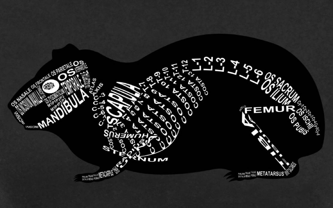 Guinea Pig Skeleton: Every bone in its medical, Latin name. For a veterinarian and vet student - Word Anatomy