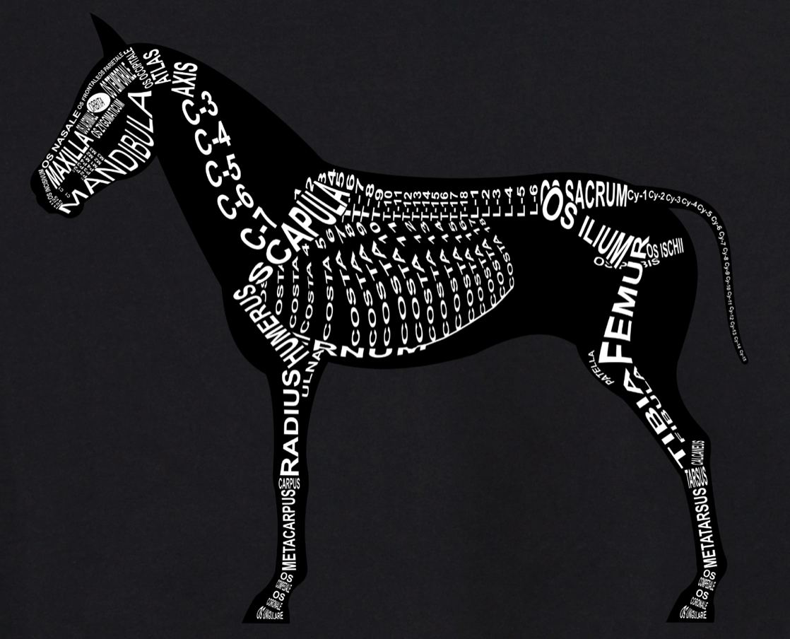 Horse Skeleton: Every horse bone in its medical, Latin name. For a veterinarian, equestrian and vet student - Word Anatomy