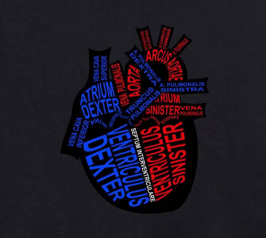 Human Heart: Every component is shown in its medical, Latin name. For a doctor and medical student - Word Anatomy