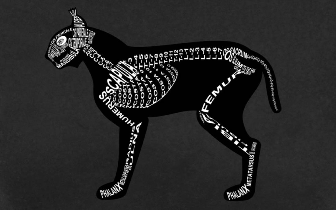 Lynx Skeleton: Every bone in its medical, Latin name. For a veterinarian and vet student - Word Anatomy