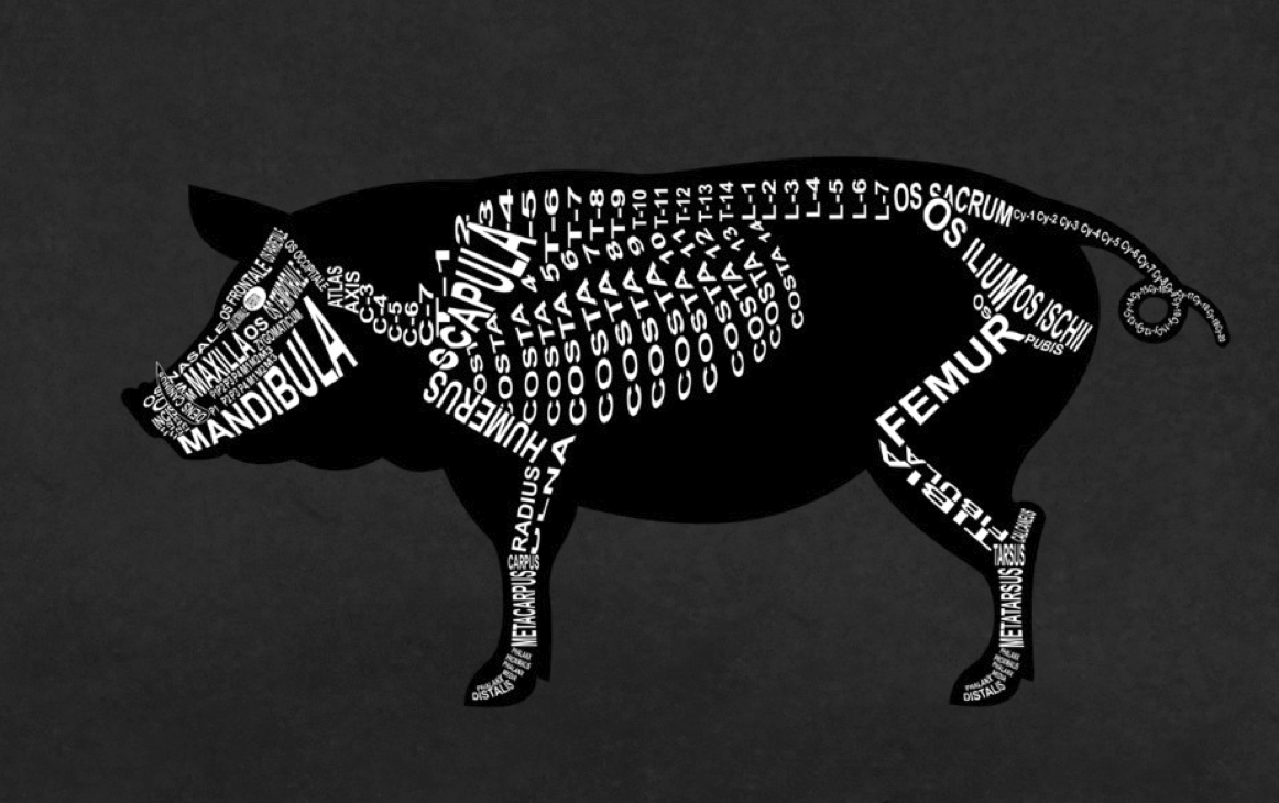 Pig Skeleton: Every pig bone in its medical, Latin name. For a veterinarian and vet student - Word Anatomy