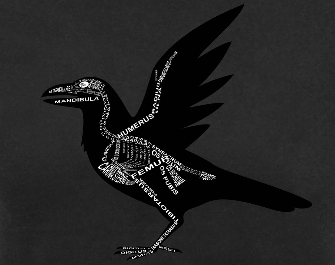 Raven Skeleton: Every crow bone in its medical, Latin name. For a veterinarian, gothic and vet student - Word Anatomy