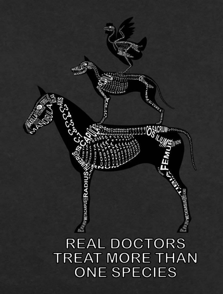 Real doctors treat more than one species: Every bone of the skeleton in its medical, Latin name. For a veterinarian and vet student - Word Anatomy