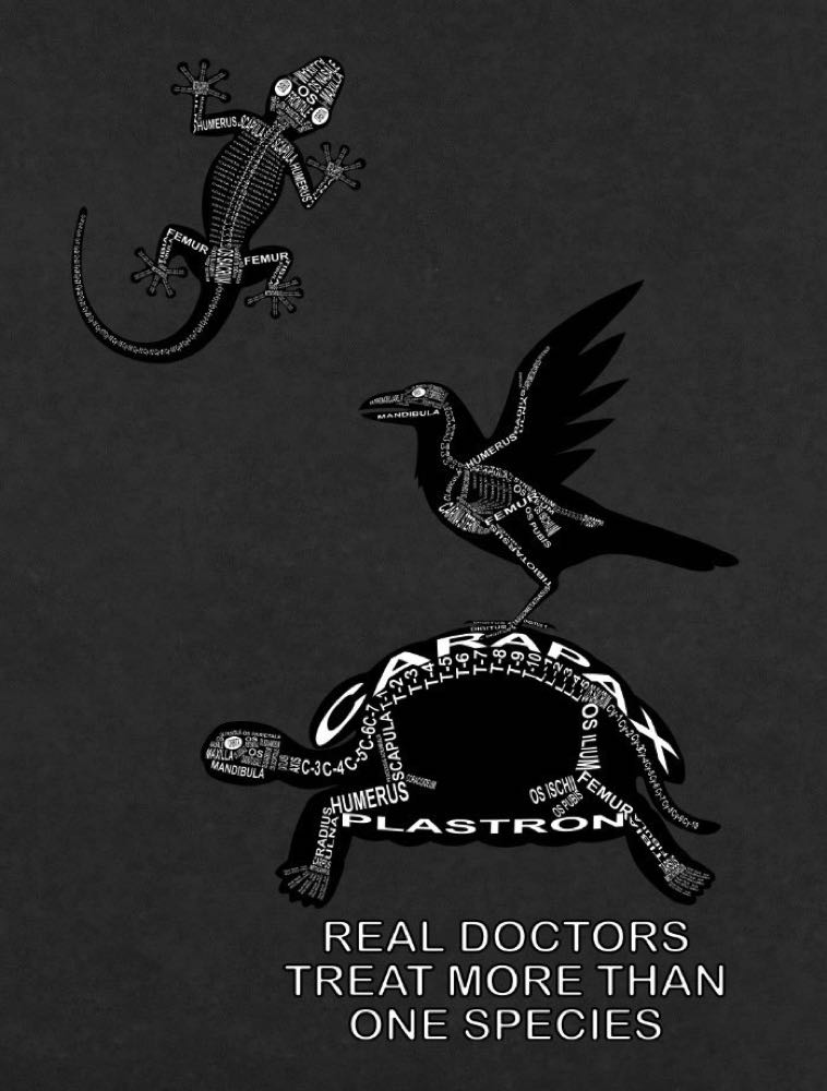 Real doctors treat more than one species: Every bone of the skeleton in its medical, Latin name. For a veterinarian and vet student - Word Anatomy