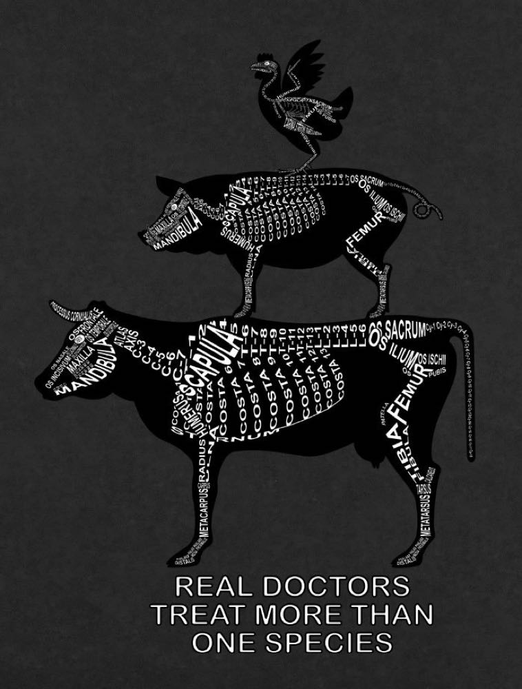 Real doctors treat more than one species: Every bone of the skeleton in its medical, Latin name. For a veterinarian and vet student - Word Anatomy