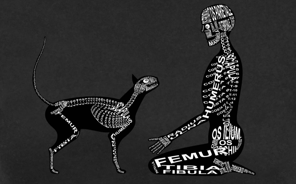 Skeleton of Human and Cat: Every bone is shown in its medical, Latin name. For a doctor and vet student - Word Anatomy