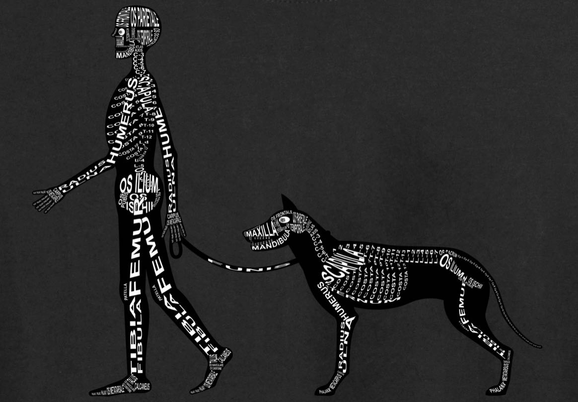 Skeleton of Human and Dog: Every bone is shown in its medical, Latin name. For a doctor and vet student - Word Anatomy