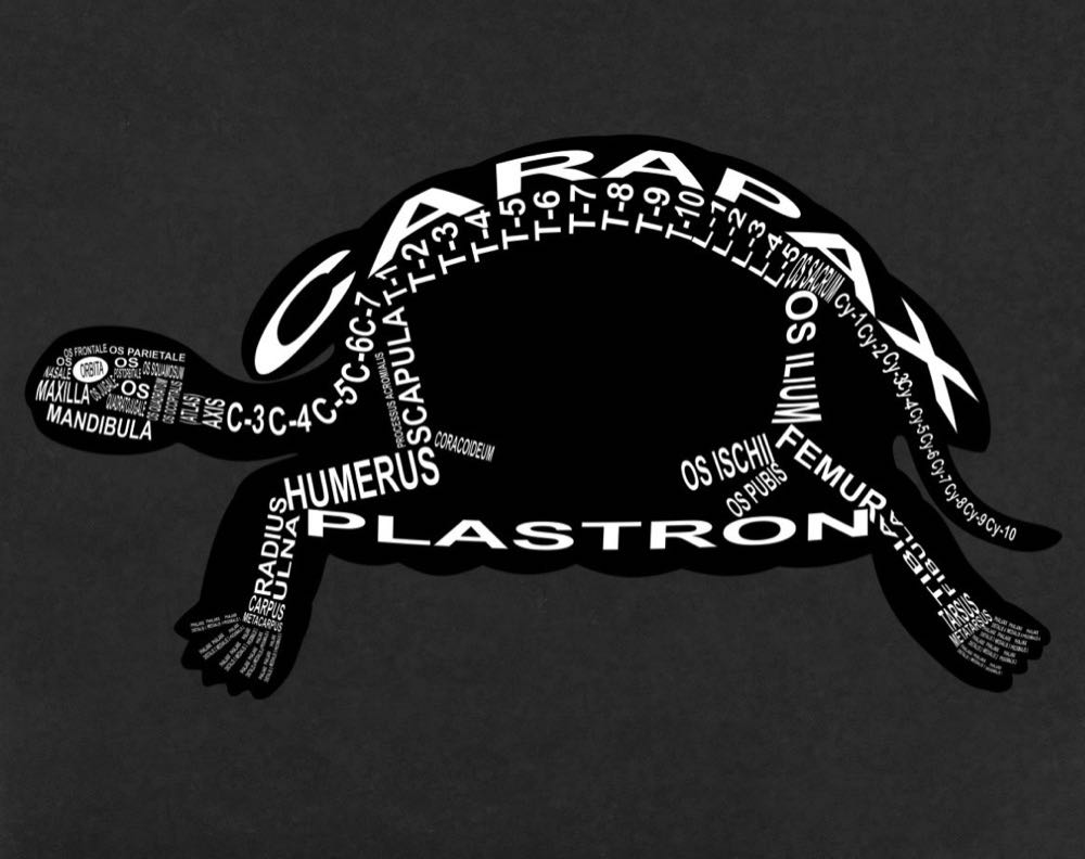 Turtle Skeleton: Every bone in its medical, Latin name. For a veterinarian, reptile lover and vet student - Word Anatomy